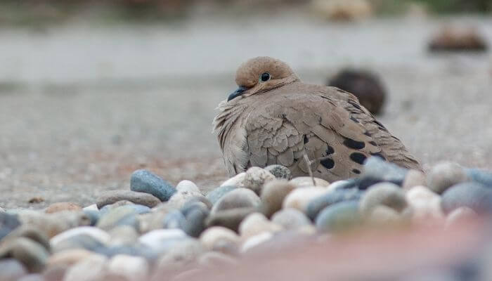 lonely-mourning-dove