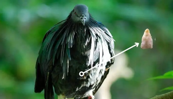The Nicobar Pigeon Gizzard Stone: Going Extinct For Jewelry