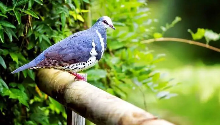 the wonga pigeon