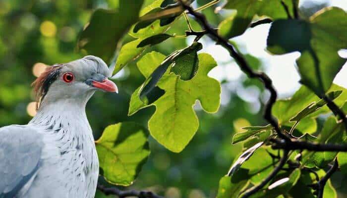 topknot pigeon diet