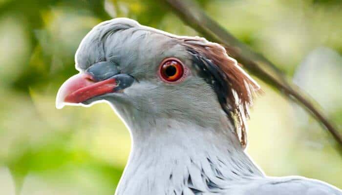 topknot pigeon