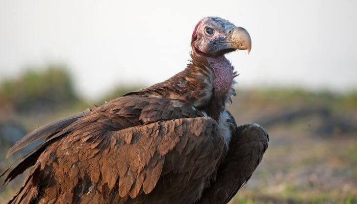 vulture