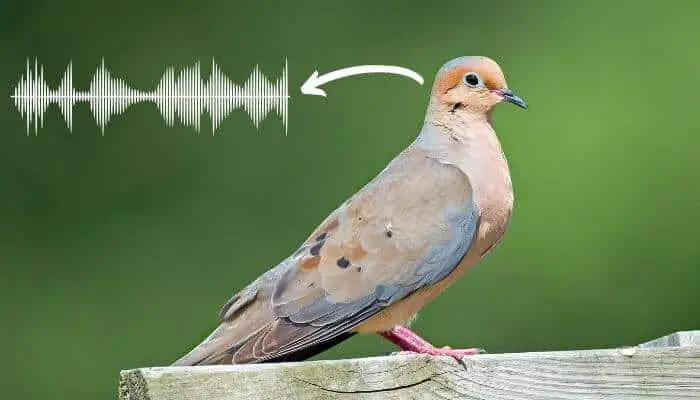what sound does a mourning dove make
