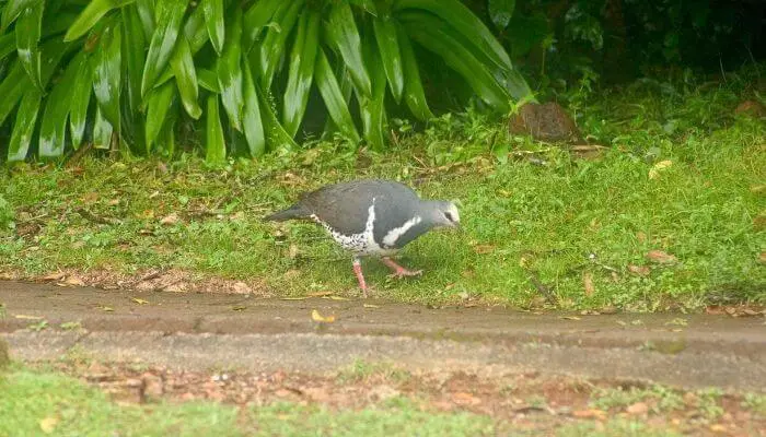 wonga pigeon diet