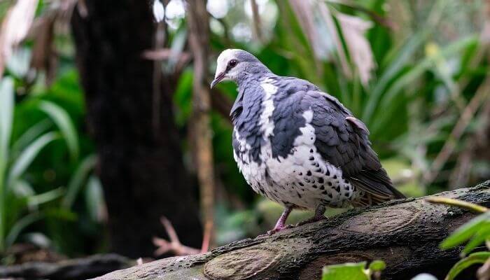 wonga pigeon on branch