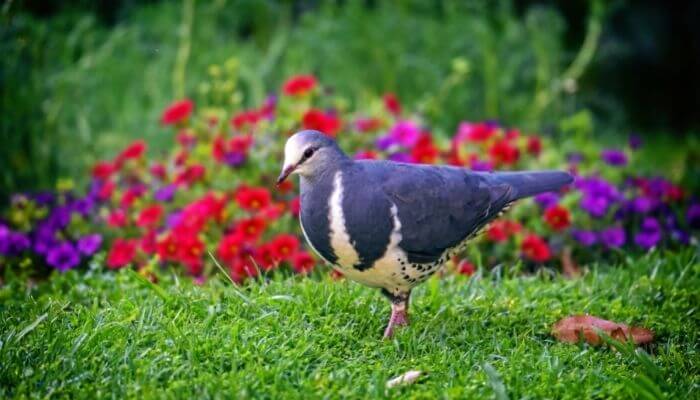 wonga pigeon with flowers