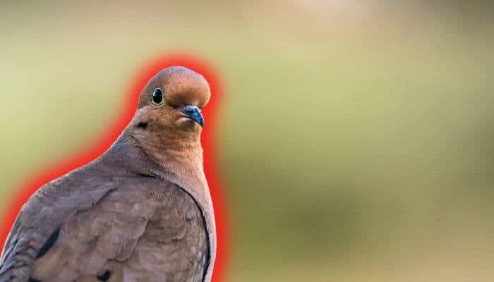 are mourning doves aggressive