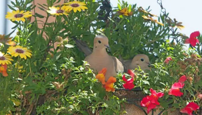 mourning doves roosting