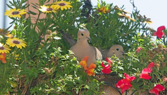 are-mourning-doves-protected-pigeonpedia