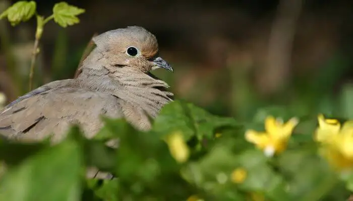 moruning dove in flowers