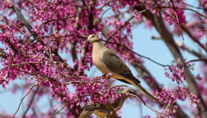 mourning dove in flowering tree