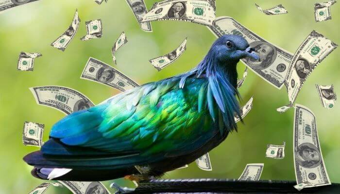 nicobar pigeon for sale