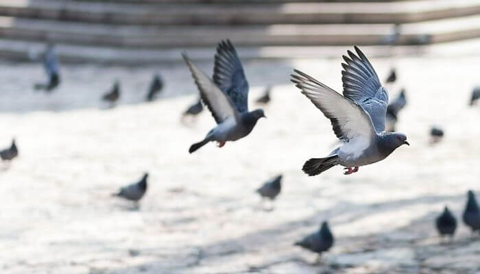 pigeons flying