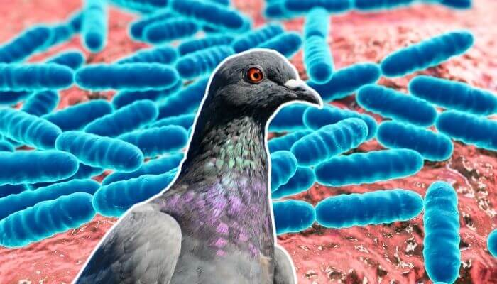 Probiotics For Pigeons Explained