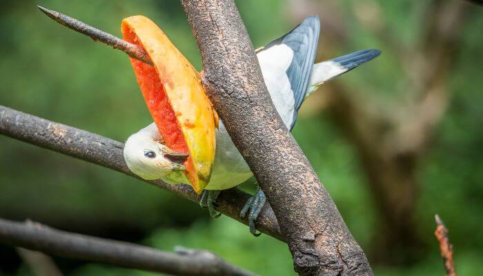 Pied Imperial Pigeon eating