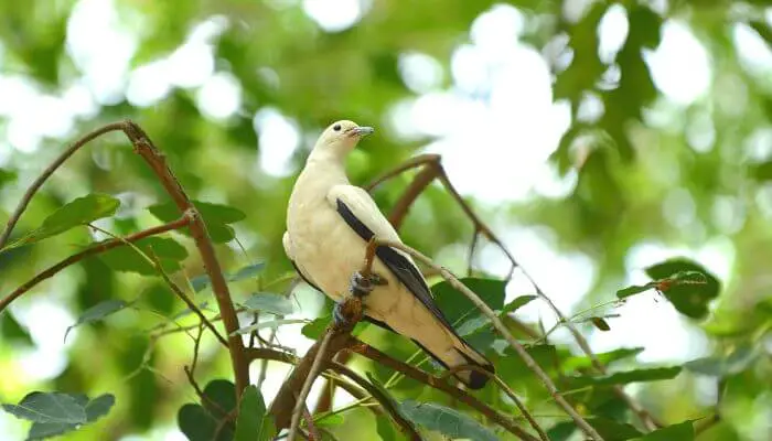 Pied Imperial Pigeon in a tree