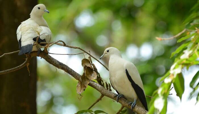 Pied Imperial Pigeon pair