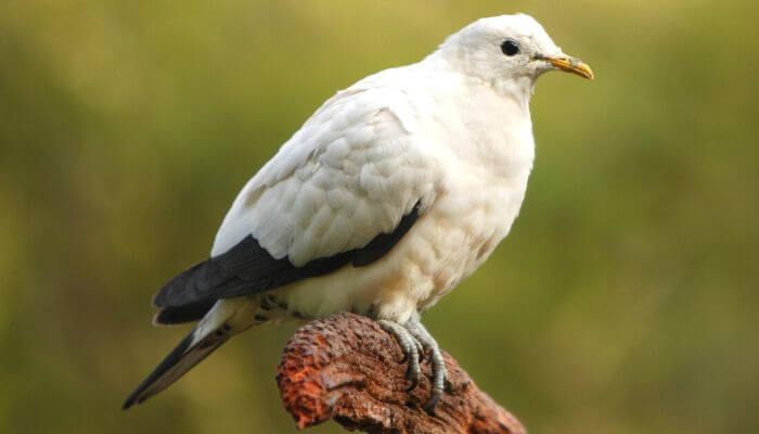 Pied Imperial Pigeon