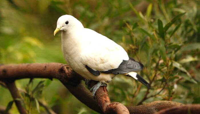 a Pied Imperial Pigeon sitting