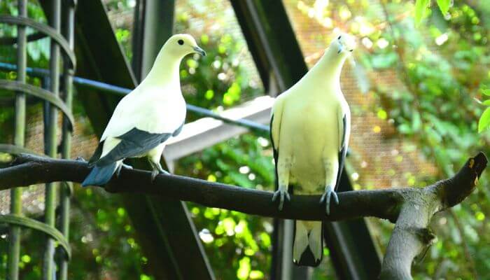 a pair of Pied Imperial Pigeon