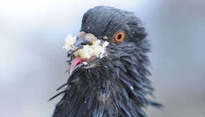 a pigeon eating some bread