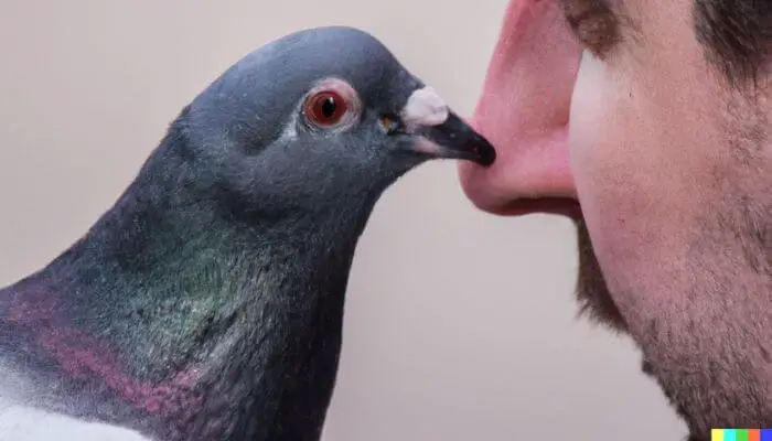 biting a nose pigeon