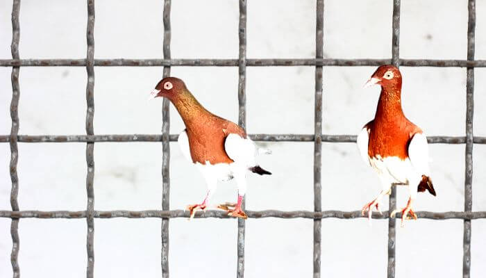 brown magpie pigeon pair