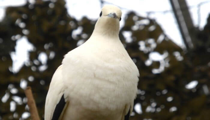 close up of a Pied Imperial Pigeon