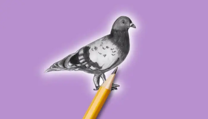 pigeon drawing easy / how to draw pigeon for kids / kabutar ka chitra -  YouTube