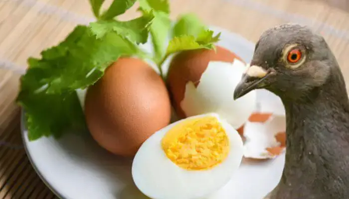trứng là một món ăn tốt cho chim bồ câu