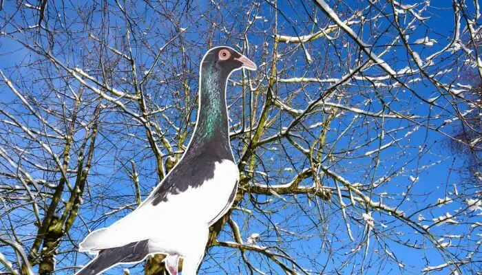 English Magpie Pigeon: Breed Guide