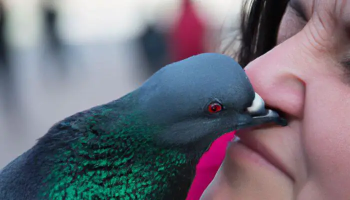pigeon biting a nose