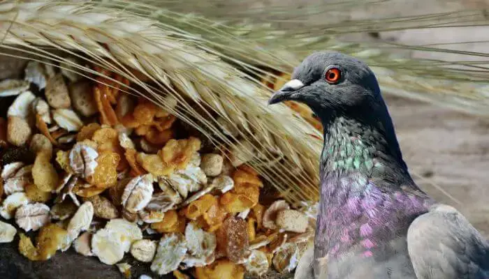 chim bồ câu thưởng thức ngũ cốc như một món ăn
