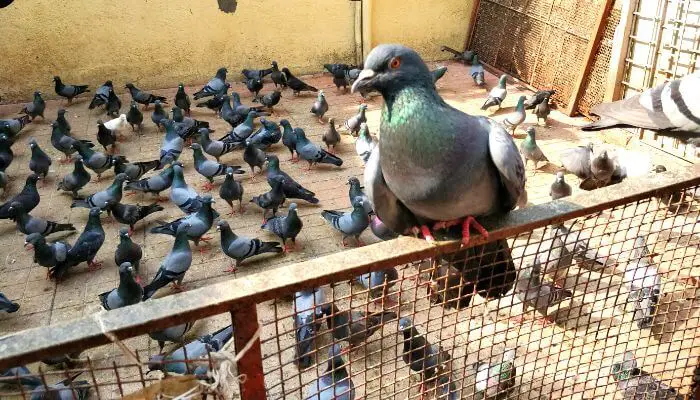 Racing Pigeons Feeding Systems Explained