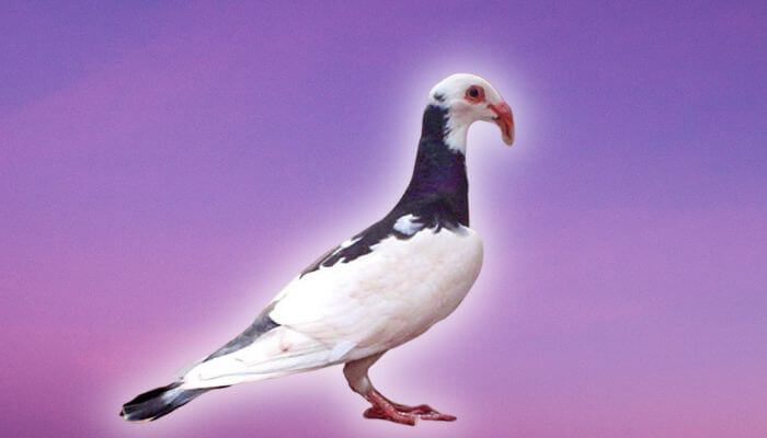 scandaroon pigeon (2)
