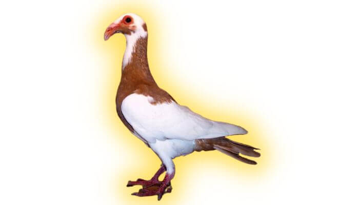 scandaroon pigeon