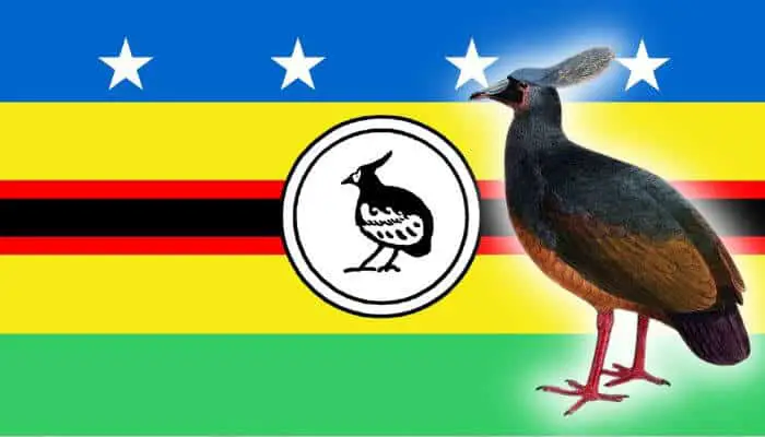 Choiseul Pigeon: Breed Guide