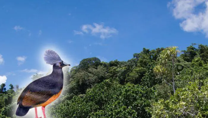 Choiseul Pigeon with different crest