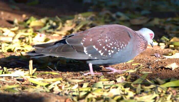 a speckled pigeon