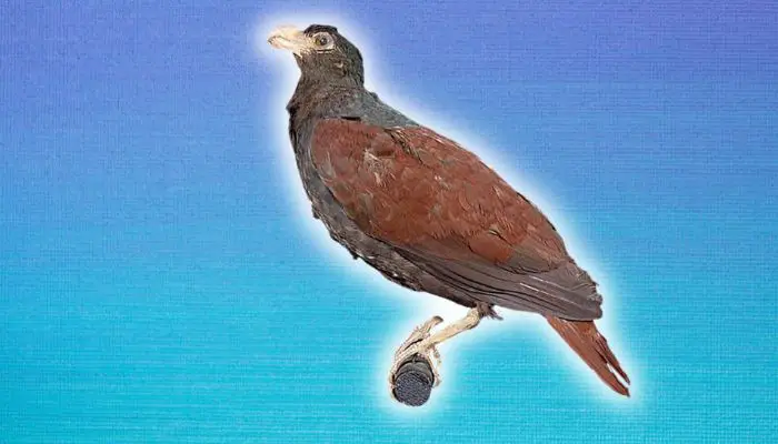 a tooth billed pigeon