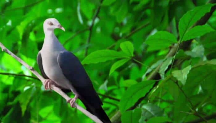 andaman pigeon in forest