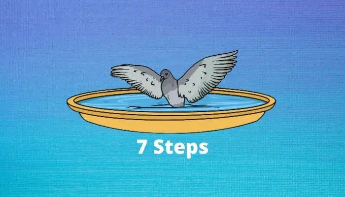 How To Bathe a Pigeon in 7 Easy Steps