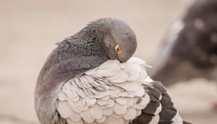 pigeon cleaning itself