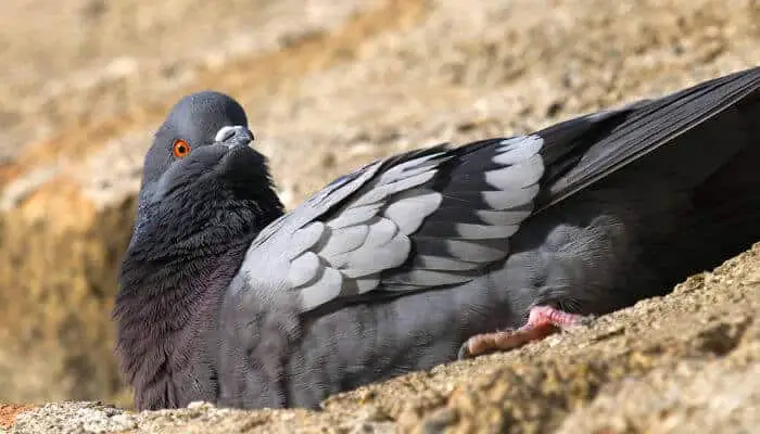 pigeon sitting not moving