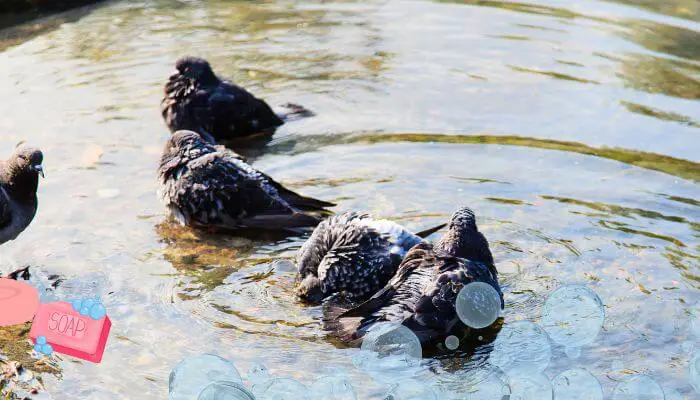 pigeons bathing together