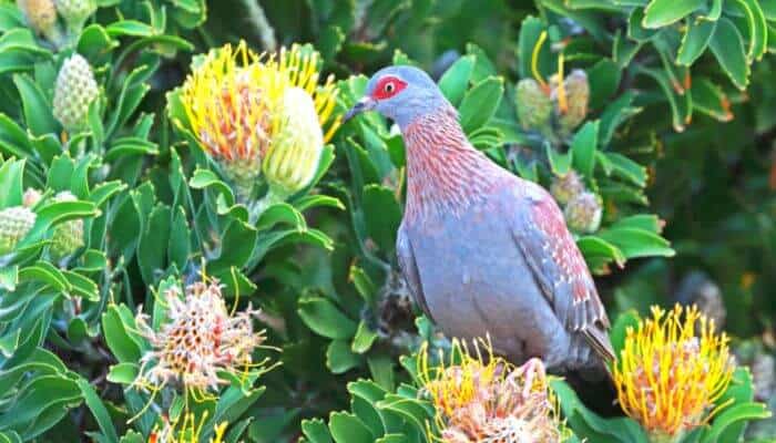 speckled pigeon breed