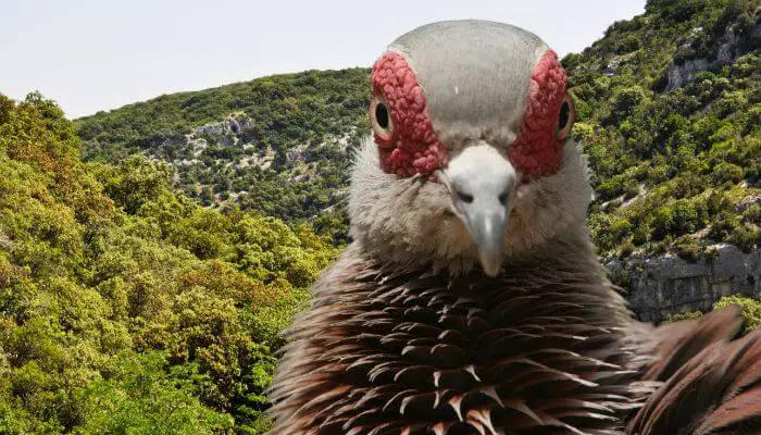 speckled pigeon face up close