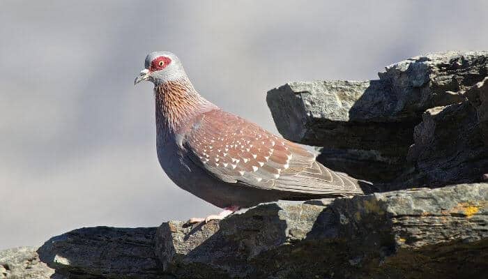 speckled pigeon on rocks