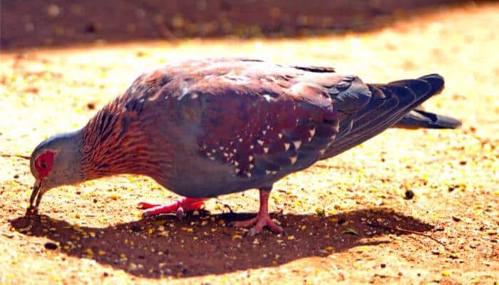 speckled pigeon