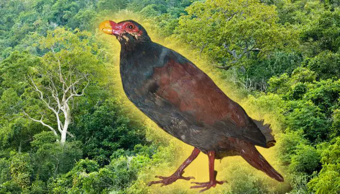 tooth billed pigeon with samoan forest background